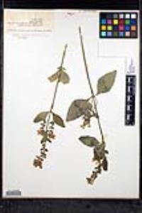 Scutellaria pilosa image