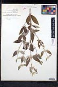 Pycnanthemum pycnanthemoides image