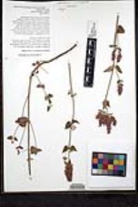 Agastache breviflora image