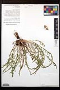 Oenothera flava image