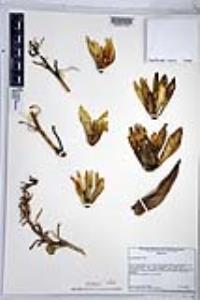 Yucca baccata image