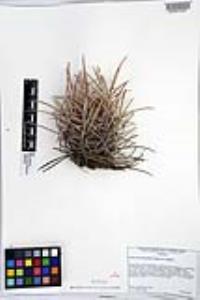 Echinocactus polycephalus image