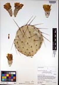 Opuntia phaeacantha image