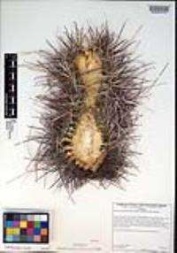 Sclerocactus polyancistrus image