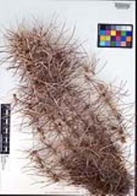 Sclerocactus polyancistrus image