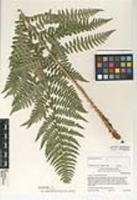 Dryopteris arguta image