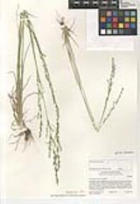 Poa bigelovii image