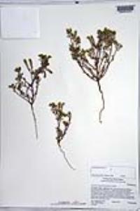 Johnstonella angustifolia image