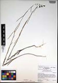 Caulanthus heterophyllus var. heterophyllus image