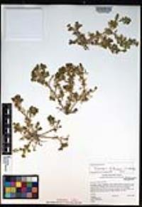 Lepidium didymum image