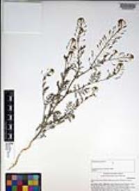 Descurainia pinnata subsp. glabra image