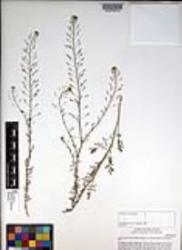 Descurainia pinnata subsp. glabra image