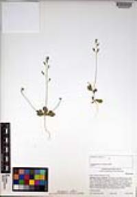 Draba cuneifolia image