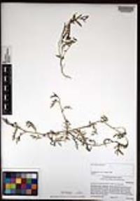 Lepidium lasiocarpum image