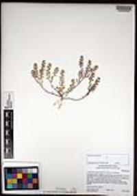 Lepidium lasiocarpum image