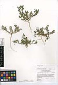 Lepidium lasiocarpum image