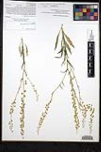 Thysanocarpus curvipes subsp. eradiatus image