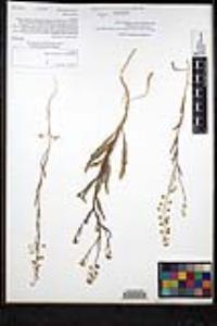 Thysanocarpus curvipes subsp. eradiatus image