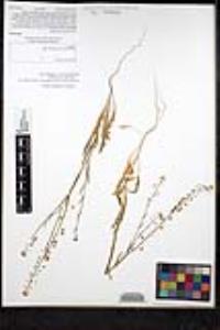 Thysanocarpus curvipes subsp. eradiatus image
