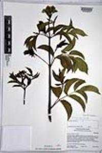 Sambucus cerulea image