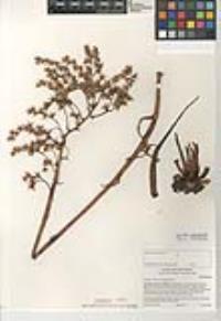 Dudleya viscida image