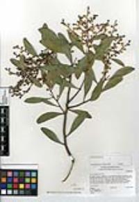 Acacia melanoxylon image