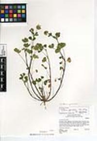 Trifolium gracilentum image