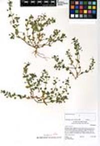 Lysimachia arvensis image