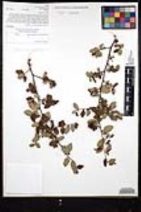 Ceanothus oliganthus var. orcuttii image