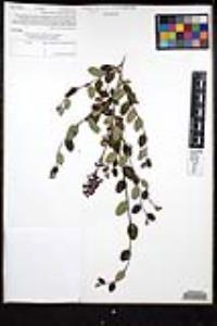 Ceanothus tomentosus var. olivaceus image