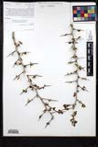 Ziziphus parryi image