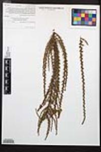 Adenostoma fasciculatum image