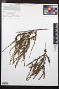 Adenostoma fasciculatum image