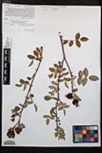 Rosa californica image