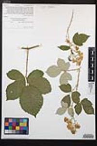 Rubus armeniacus image