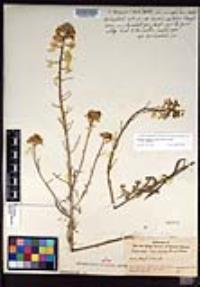 Erysimum capitatum var. capitatum image