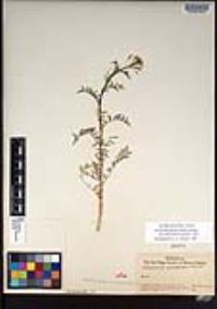 Descurainia pinnata subsp. halictorum image