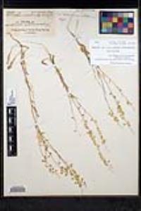 Thysanocarpus curvipes subsp. eradiatus image