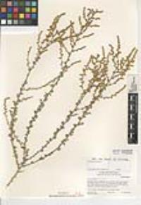 Atriplex undulata image