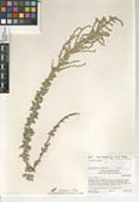 Atriplex undulata image