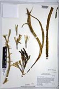 Hesperocallis undulata image