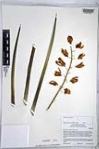 Hesperoyucca whipplei image