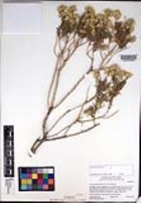 Ericameria linearifolia image