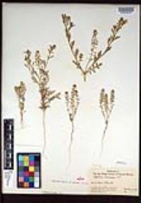 Lepidium lasiocarpum image