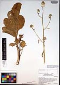 Brassica nigra image