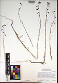 Caulanthus heterophyllus var. heterophyllus image