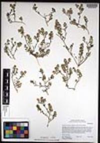 Lepidium lasiocarpum image