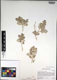 Atriplex hymenelytra image