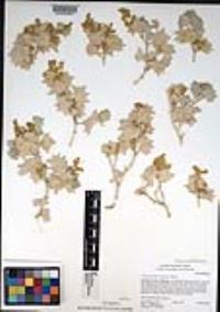 Atriplex hymenelytra image