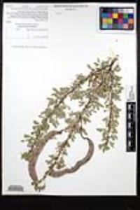 Senegalia greggii image